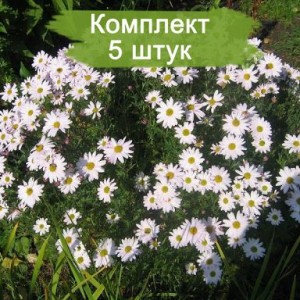 Саженцы хризантемы мультифлора Сибирская (Белая ) -  5 шт.