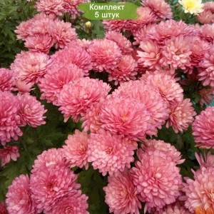 Саженцы хризантемы мультифлора Сунд (Sund) (Ярко-розовая ) -  5 шт.