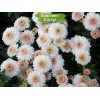 Саженцы хризантемы мультифлора Яхо (Yahou) (Белая с розовой серединой ) -  5 шт.