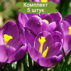 Луковицы крокуса крупноцветкового Флауэр Рекорд (Flower Record)  -  5 шт.