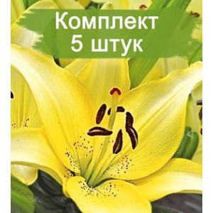 Луковицы лилии Айвори Пикси (Ivory Pixie) -  5 шт.