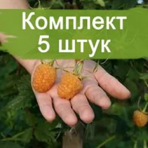 Саженцы ремонтантной малины Гигант Оранж (Gigant orange) (Желтая) -  5 шт.