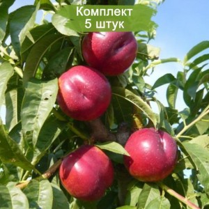 Саженцы нектарина колоновидный Рубиновый 7 -  5 шт.