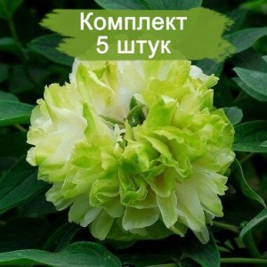 Саженцы пиона древовидный Грин Джейд (Green Jade) -  5 шт.