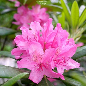 Саженцы рододендрона Гаага (Haaga) (розовый ) -  5 шт.
