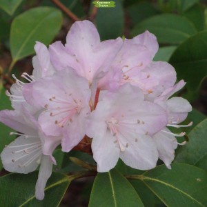 Саженцы рододендрона Каролинский (розовый ) -  5 шт.