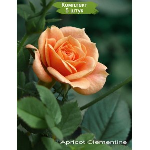 Саженцы спрей розы Клементина (Clementine) -  5 шт.