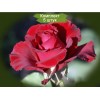 Саженцы чайно-гибридной розы Эротика (Erotika) -  5 шт.