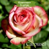 Саженцы чайно-гибридной розы Карусель (Carousel) -  5 шт.