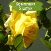 Саженцы плетистой розы Клаймбинг Голдмари (Climbing Goldmarie) -  5 шт.
