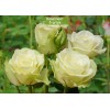 Саженцы чайно-гибридной розы Лавли Грин (Lovely Green) -  5 шт.