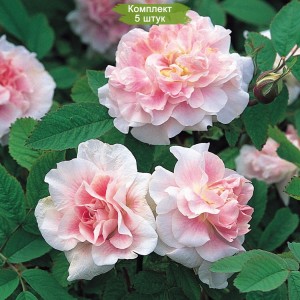Саженцы канадской розы Мартин Фробишер (Martin Frobisher) -  5 шт.