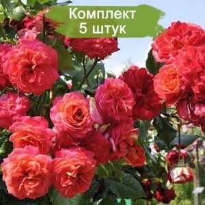 Саженцы розы флорибунды Мидсаммер (Midsummer) -  5 шт.