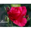 Саженцы чайно-гибридной розы Равель (Ravel) -  5 шт.