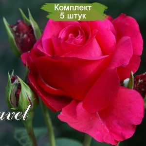 Саженцы чайно-гибридной розы Равель (Ravel) -  5 шт.