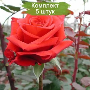 Саженцы чайно-гибридной розы Ред берлин (Red Berlin) -  5 шт.