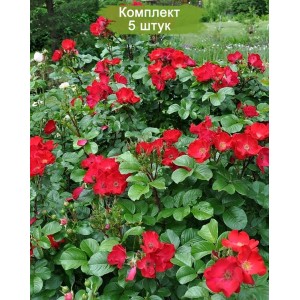 Саженцы парковой розы Робуста (Robusta) -  5 шт.