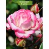 Саженцы полиантовой розы Роял Минуэто (Royal Minueto) -  5 шт.