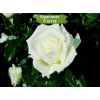 Комплект 5шт
 / Роза Жанна Моро (Jeanne Moreau)(чайно-гибридная): фото и описание