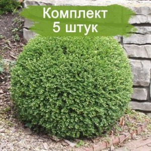 Саженцы самшита вечнозелёный Маргината (Marginata) -  5 шт.