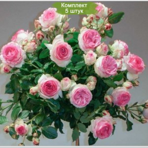Саженцы штамбовой розы Эден Роуз (Eden Rose) -  5 шт.