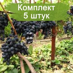 Саженцы винограда Аленушка - Кишмиш (Средний/Черный) -  5 шт.