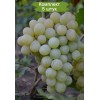 Саженцы винограда Антоний Великий - Кишмиш (Средний/Белый) -  5 шт.
