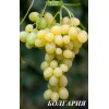 Саженцы винограда Болгария (Ранний/Белый) -  5 шт.