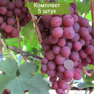 Саженцы винограда Гурман (Ранний/Красный) -  5 шт.