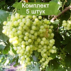 Саженцы винограда Инга (Ранний/Белый) -  5 шт.