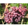 Саженцы винограда Изюминка (Ранний/Розовый) -  5 шт.