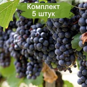 Комплект 5шт
 / Виноград Молдова (Поздний/Черный)