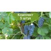 Саженцы винограда Венера - Кишмиш (Ранний/Фиолетовый) -  5 шт.
