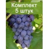 Комплект 5шт
 / Виноград Юпитер - Кишмиш (Ранний/Фиолетовый): фото и описание