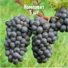 Комплект 5шт / Виноград Зеленолугский рубин: фото и описание