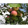 Саженцы яблони Анис полосатый -  5 шт.