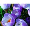 Крокус крупноцветковый Блю Перл: фото и описание