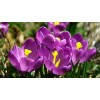 Крокус Крупноцветковый Флауэр Рекорд: фото и описание