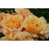 Саженец розы кустовой Карамелла (Caramella)