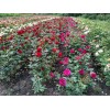 Саженцы розы оптом (от 500 шт.)