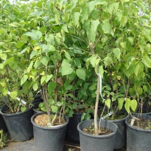 Сеянец Сирень амурская СЕЯНЕЦ (10-15 см.)