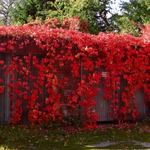 Саженец декоративного винограда (девичьего винограда) Красная стена