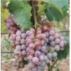 Виноград Гюляби дагестанский: фото и описание
