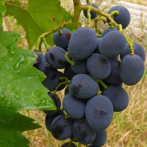 Саженец винограда Молдова