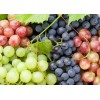 Саженец винограда оптом (от 500 шт.)
