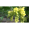 Саженец винограда Цимус - Кишмиш (Ранний/Белый)
