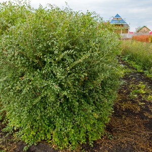 Вяз мелколистный (сеянец 15-20 см)