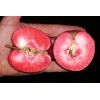 Яблоня красномясая Калипсо (Calypso)