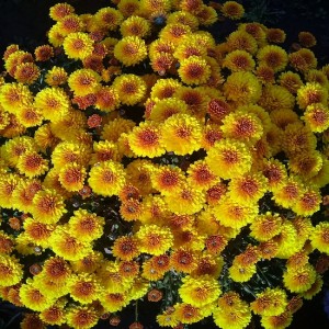 Саженец хризантемы мультифлора Кинг Йеллоу (King Yellow) (Желтая )