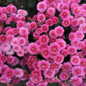 Саженец хризантемы мультифлора Падре Лилак (Padre Lilac) (Бледно-розовая )